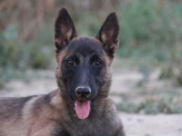 FCI Şecere 10 Aylık Dişi Malinois Köpeği