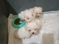 KİLO GARANTİLİ TEACUP MALTESE YAVRULAR KÜÇÜK İSTEYENE