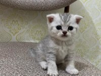 1 Aylık Kediler Scottish Fold