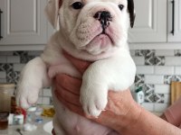KAR TOPU İNGİLİZ BULLDOG YAVRULARIMIZ