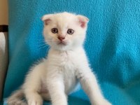 minik british shorthair yavrulara yeni yuva