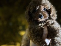 3 aylık erkek toy poodle