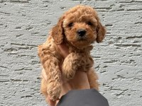 Sevimli Ve Safkan Poodle Yavrular