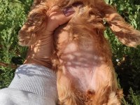 Minyatür Maltipoo Kız