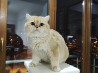 Şecereli british shorthair ny11 golden baskın erkek