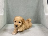 Boy garantili maltipoo