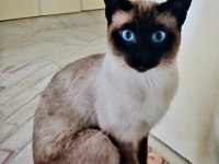 Safkan Siyam Kedisi Yavrular