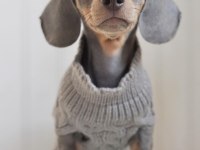 EXOTİC DACHSHUND YAVRULARI 