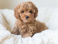 ŞİRİN MALTİPOO BEBEKLERİMİZ YENİ YUVASINI ARIYOR