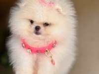 KORE KANLI MİNİ BOY POMERANİAN PRENSES