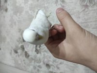 ele alıştırmalık muhabbet kuşu yavruları