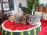 Cüce ve Lop Irkı Tavşan