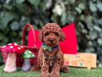 Safkan Toy Poodle Yavrularımız