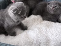 Scottish Fold yavrular