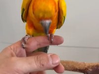 Yarı evcil konur papağanı