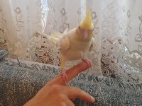 Konuşan sultan papağanlar podyumda