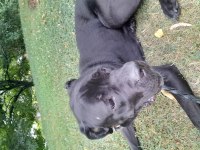 Can dosta kalıcı yuva cane corso