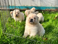 chow chow bebekler