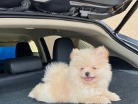 SAFKAN POMERANIAN YAVRULARIM