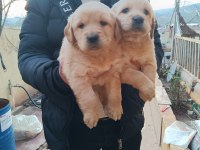 GOLDEN RETRİEVER YAVRU BEBEKLERİMİZ REZERVEYE AÇIKTIR