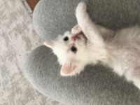 Chinchilla - Scottish Kırma 1 Aylık Bebekler