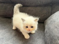 Anne Altından Safkan Ragdoll Yavru Kediler