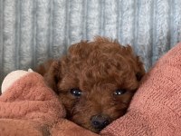 Eşsiz Güzellikte Toy Poodle Yavru