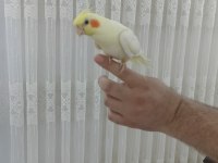 2 adet erkek biri 6 aylık biri 2 aylık sultan papağanı