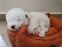 Sahibinden Maltese Terrier 3 Aylık