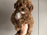 Kore Maltipoo