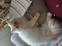 Erkek British longhair