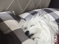 Maltipoo okulumdan dolayı sahiplendiriyorum şila