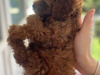Safkan kore teacup poodle yavrular