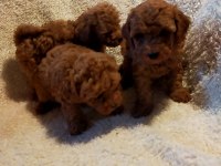 Ankaranın en seçkin redbrown toy poodle yavrularımız