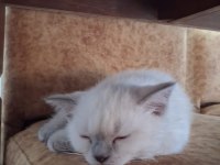 British shorthair blue point dişi