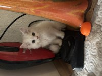 2 chinchilla kedim olduğu için sahiplendiriyorum
