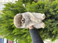 Orjinal Pomeranian Boo İsteyenlere Orange Renk