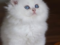British longhair Erkek