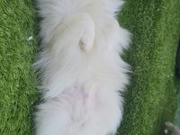 Pomeranian beyaz erkek çok tatlı
