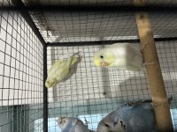Bebek Muhabbet Kuşu