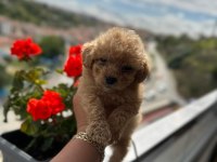 Poodle kalitesinde maltipoo