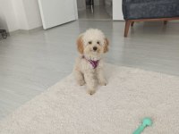 Orjinal toy poodle yavruları kendi köpeğimin yavrusu