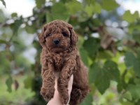 Toy Poodle bebekler