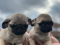 Pug yavruları