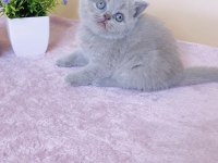 Masum Bebek Lilac British Shorthair 