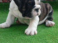 TOMBİŞ FRENCH BULLDOG BEBEKLER