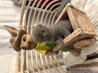 2 aylık scottish fold yavrumuz
