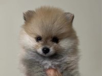 2 aylık pomeranian pet eğitimi devam ediyor