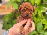 Toy Poodle Yavrularımız Ruhsatlı Çiftlikten