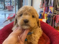 Apricot poodle yavrum
